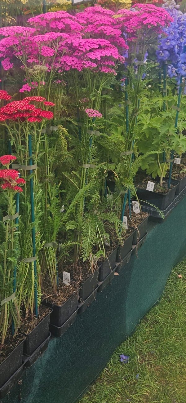 Achillea millefolium 'Pretty Belinda' Achillea millefolium 'Pretty Belinda'