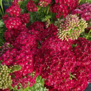 Achillea millefolium 'Pomegranate'