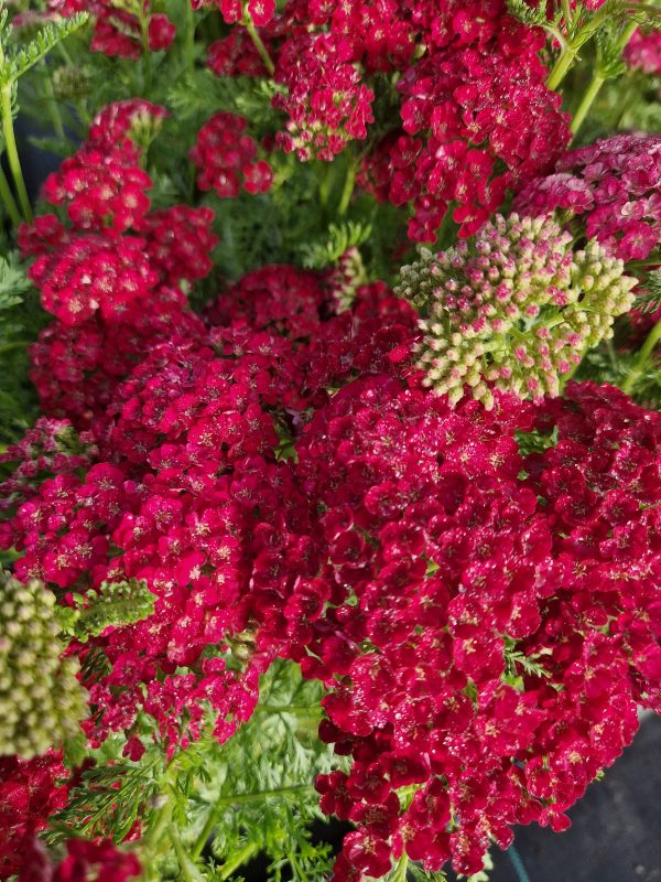 Achillea pomegranate Achillea millefolium 'Pomegranate'