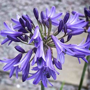 Agapanthus 'His Majesty'