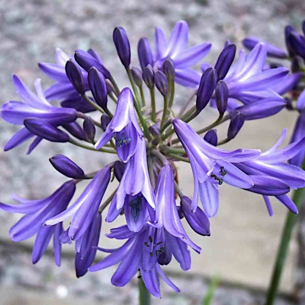 Agapanthus 'His Majesty' Agapanthus 'His Majesty'