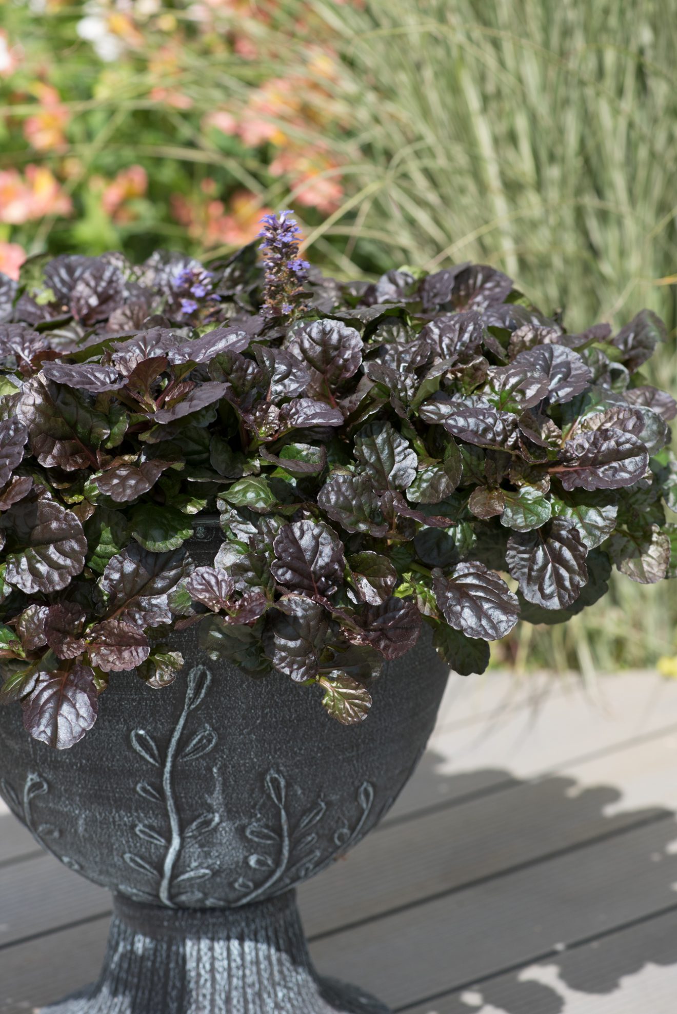 Ajuga Reptans 'Black Scallop' | Shop Established Ajuga | Proctors Nursery