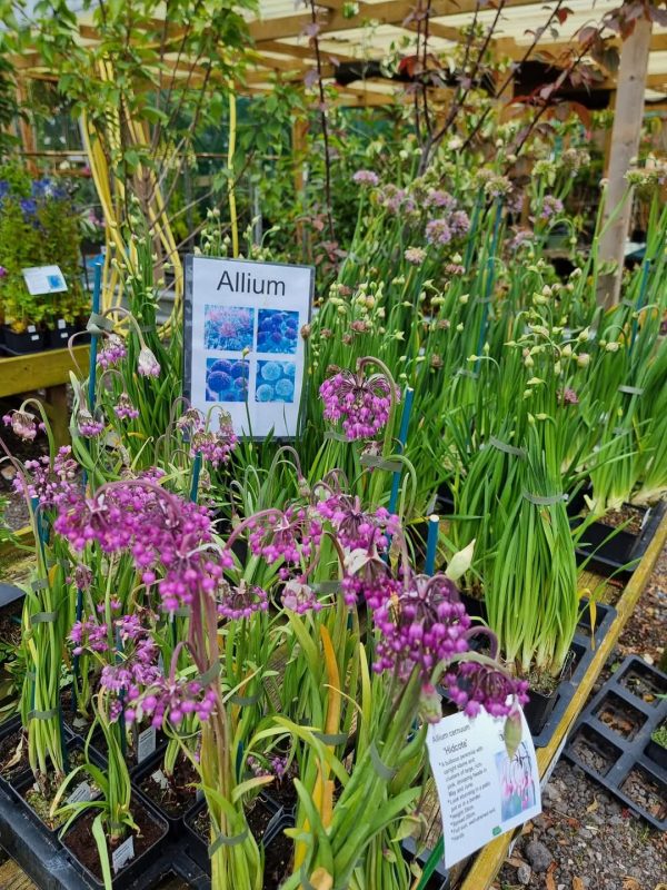 Allium 'Hidcote' Allium 'Hidcote'