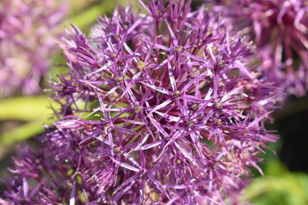 Allium 'Purple Rain'