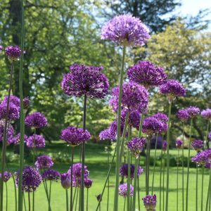 Allium 'Purple Rain'