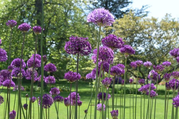 Allium 'Purple Rain'