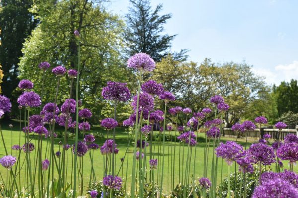 Allium 'Purple Rain'