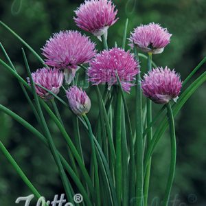 Allium schoenoprasum (One Series) 'Pink One'