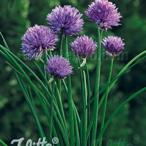 Allium schoenoprasum (One Series) 'Purple One'