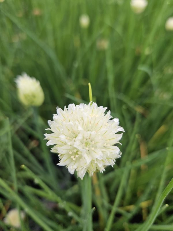Allium schoenoprasum 'White One' Allium schoenoprasum 'White One'