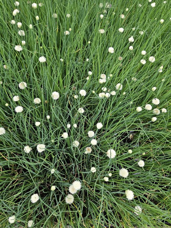 Allium schoenoprasum 'White One'2 Allium schoenoprasum 'White One'