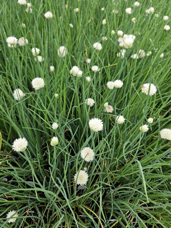 Allium schoenoprasum 'White One'3 Allium schoenoprasum 'White One'