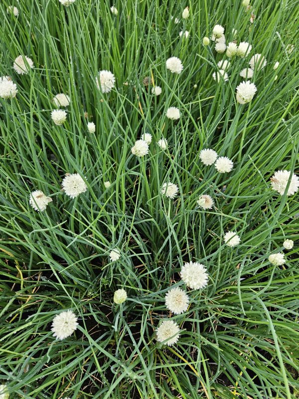 Allium schoenoprasum 'White One'4 Allium schoenoprasum 'White One'