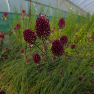 Allium sphaerocephalon