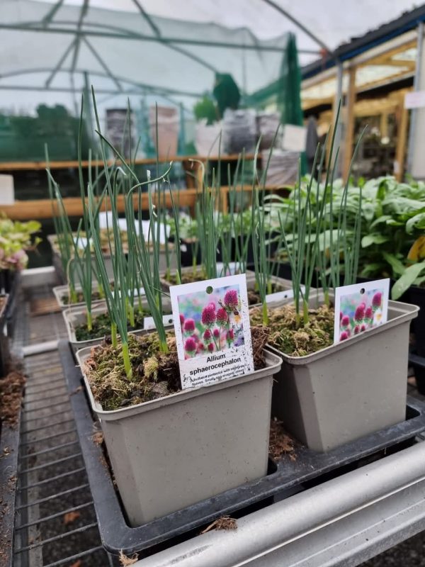 Allium sphaerocephalon Allium sphaerocephalon