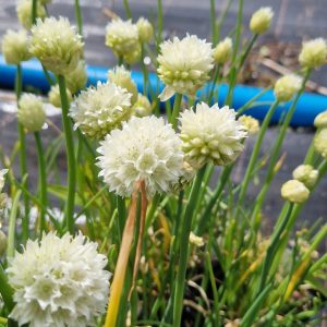 Allium schoenoprasum (One Series) 'White One'