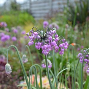 Allium 'Hidcote'