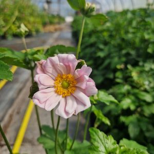 Anemone x hybrida 'Montrose'