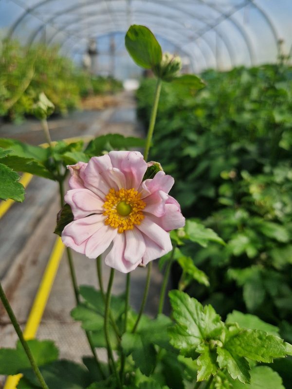 Anemone montrose Anemone x hybrida 'Montrose'