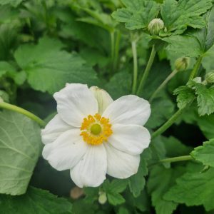 Anemone x hybrida 'Andrea atkinson'