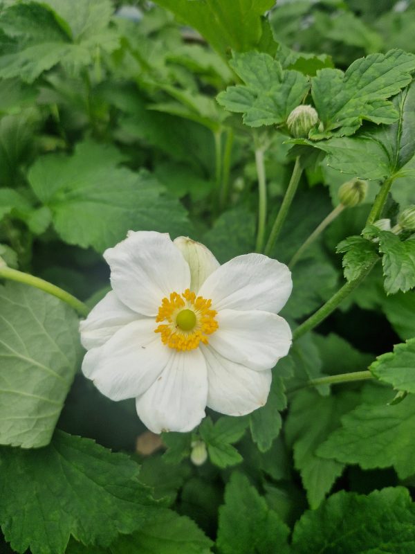 Anemone x hybrida 'Andrea atkinson' Anemone x hybrida 'Andrea atkinson'