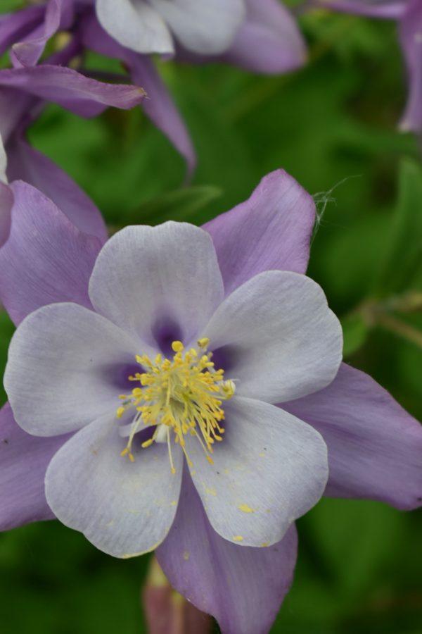 Aquilegia 'Mckana Hybrids' Aquilegia 'Mckana Hybrids'