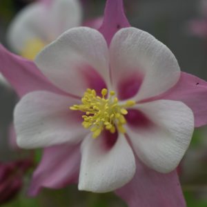 Aquilegia 'Mckana Hybrids'