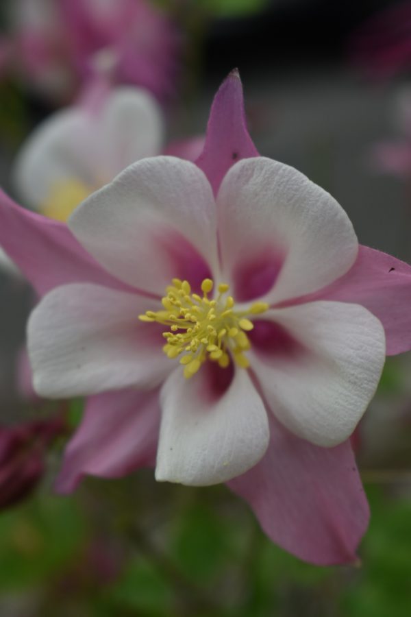 Aquilegia 'Mckana Hybrids'2 Aquilegia 'Mckana Hybrids'