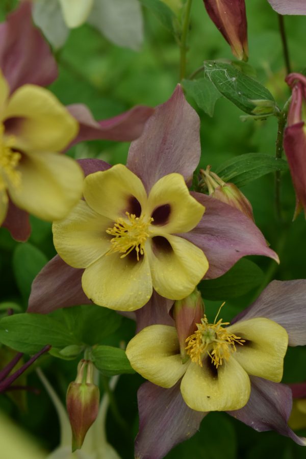 Aquilegia 'Mckana Hybrids' | Shop Established Aquilegia | Proctors Nursery