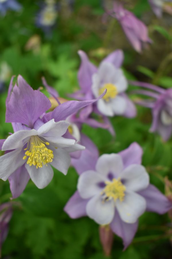 Aquilegia 'Mckana Hybrids'4 Aquilegia 'Mckana Hybrids'