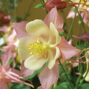 Aquilegia 'Swan Pink and Yellow'