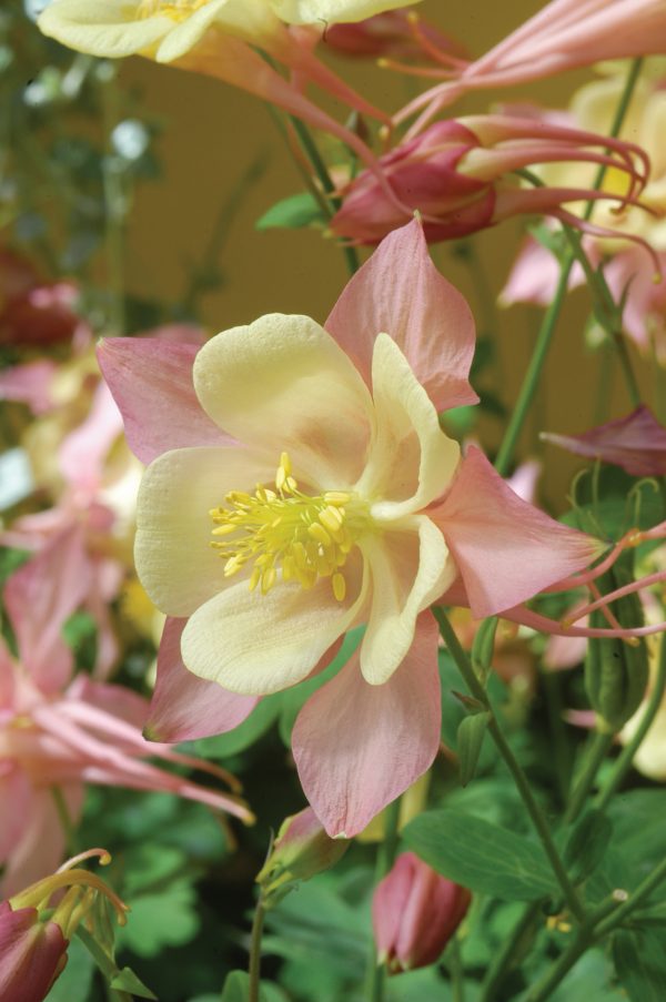 Aquilegia Swan Pink & Yellow Aquilegia 'Swan Pink and Yellow'