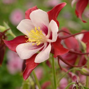 Aquilegia 'Swan Red and White'