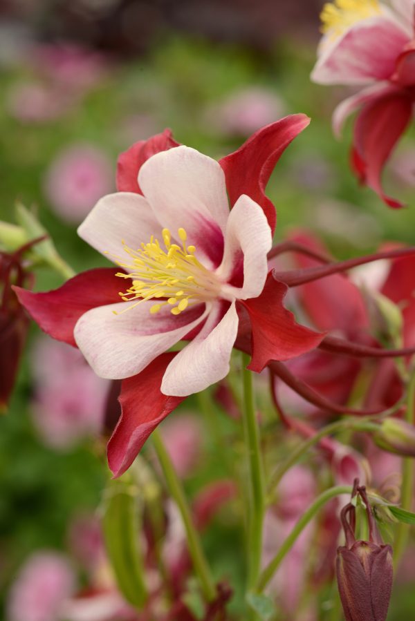 Aquilegia Swan Red & White Aquilegia 'Swan Red and White'