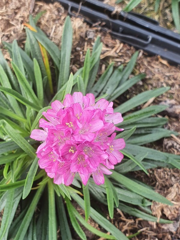 Armeria dusseldorf pride 2 Armeria maritima 'Dusseldorf Pride'