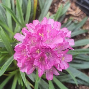 Armeria maritima 'Dusseldorf Pride'