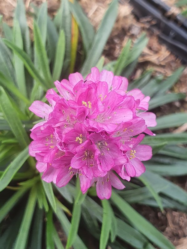 Armeria dusseldorf pride Armeria maritima 'Dusseldorf Pride'