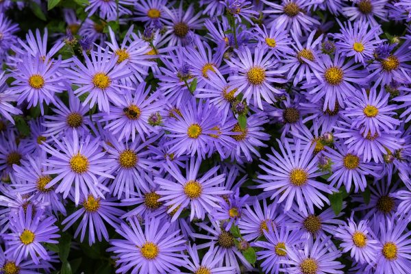 Aster x frikartii 'Monch' | Shop Well Established Asters | Proctors Nursery