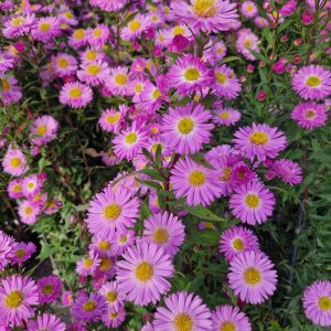 Symphyotrichum (Aster) novi belgii 'Sarah Ballard'