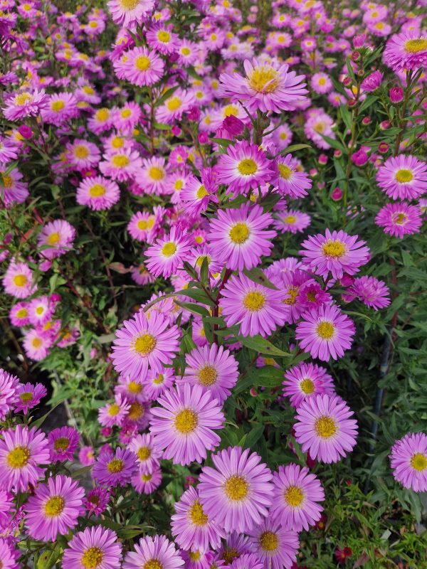 Aster Sarah ballard Symphyotrichum (Aster) novi belgii 'Sarah Ballard'