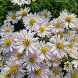 Symphyotrichum (Aster) dumosus 'Schneekissen'