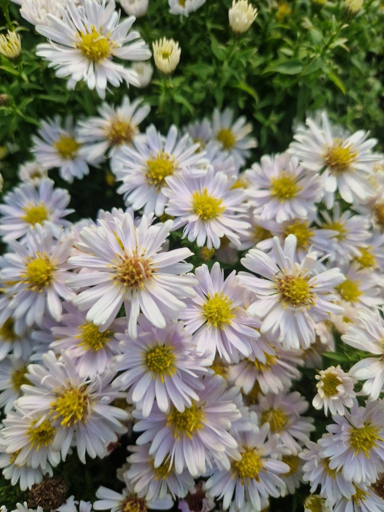 Symphyotrichum (Aster) dumosus 'Schneekissen' | Proctors Nursery