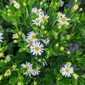 Aster ageratoides 'Starshine'