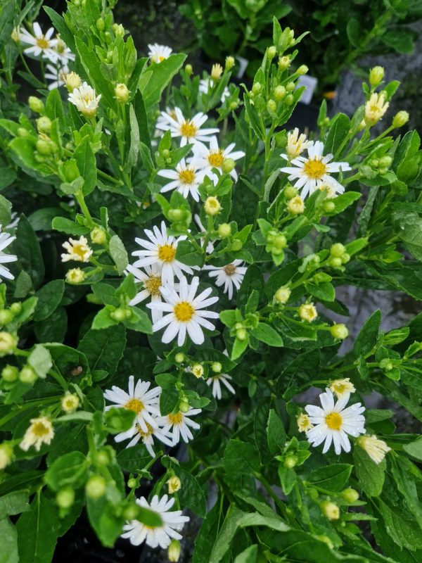 Aster ageratoides 'Starshine'