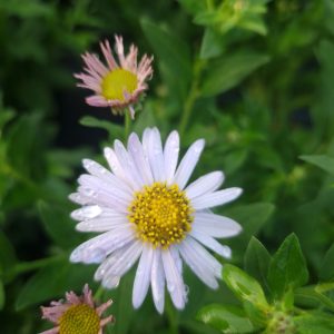 Aster ageratoides 'Ashvi'