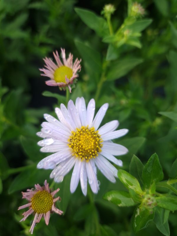 Aster ageratoides 'Ashvi'
