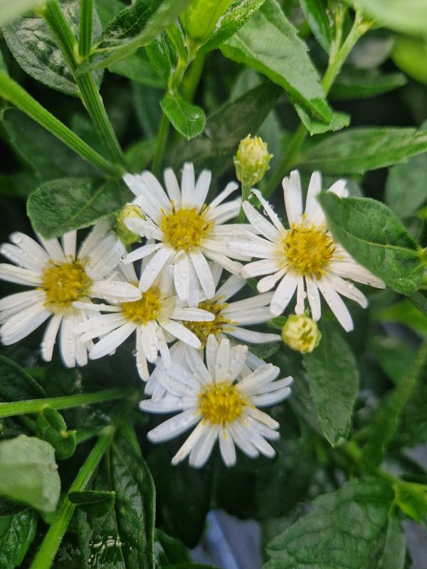 Aster ageratoides 'Starshine' | Shop Established Asters | Proctors Nursery