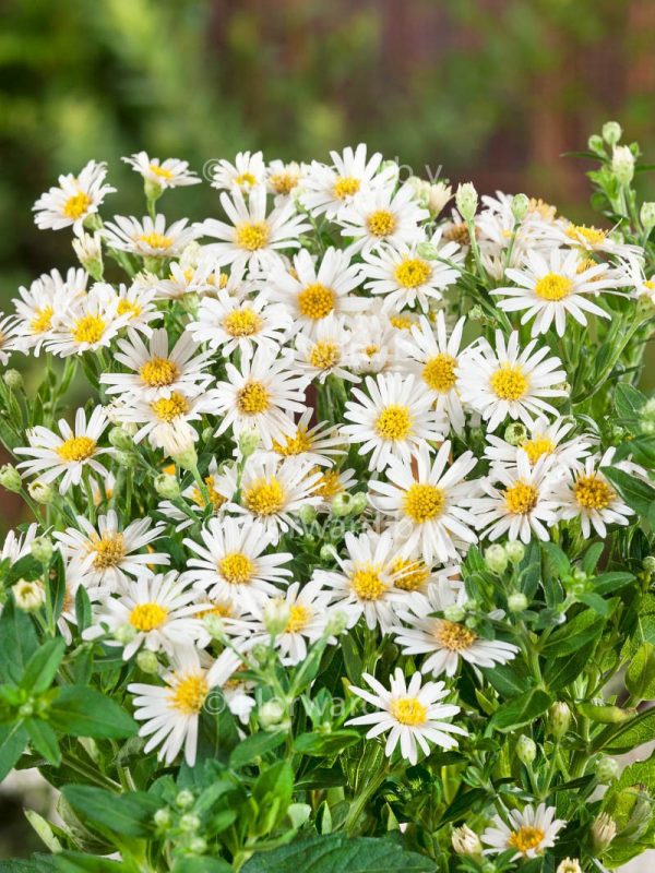 Aster ageratoides 'Starshine' | Shop Established Asters | Proctors Nursery