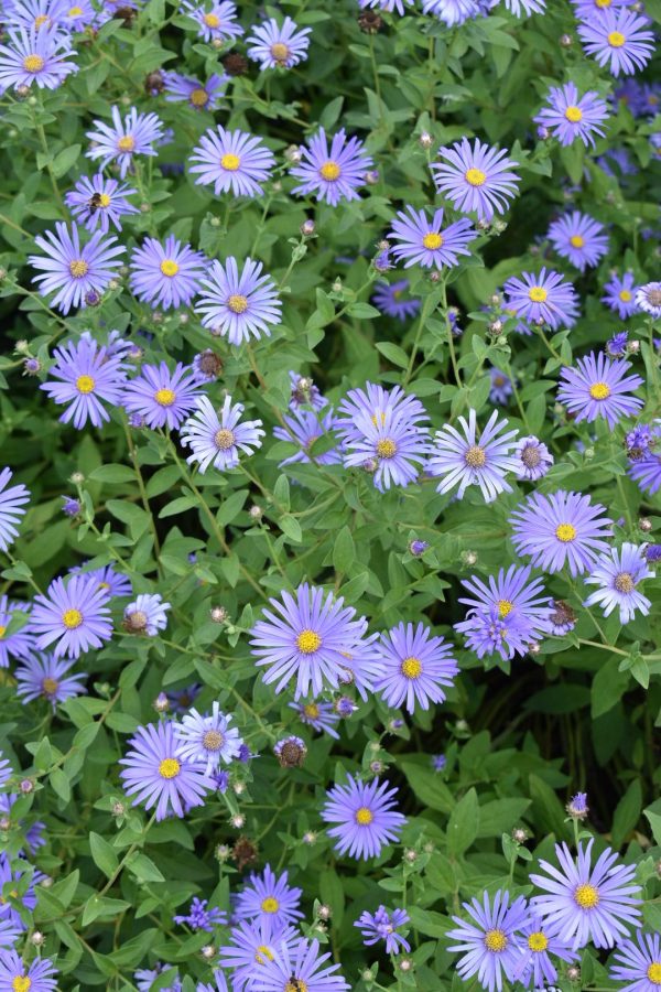 Aster x frikartii 'Monch' Aster x frikartii 'Monch'
