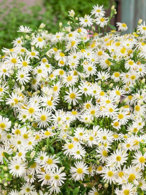 Aster ageratoides 'Ashvi'